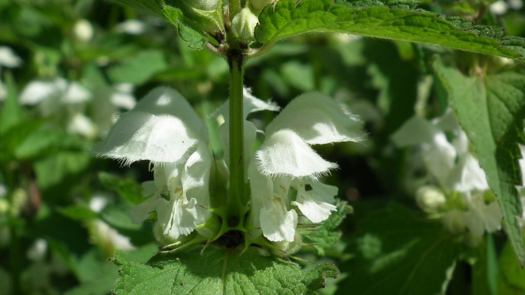 Jasnota biała (Lamium album L.)