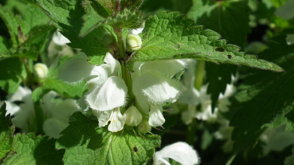Jasnota biała (Lamium album L.)