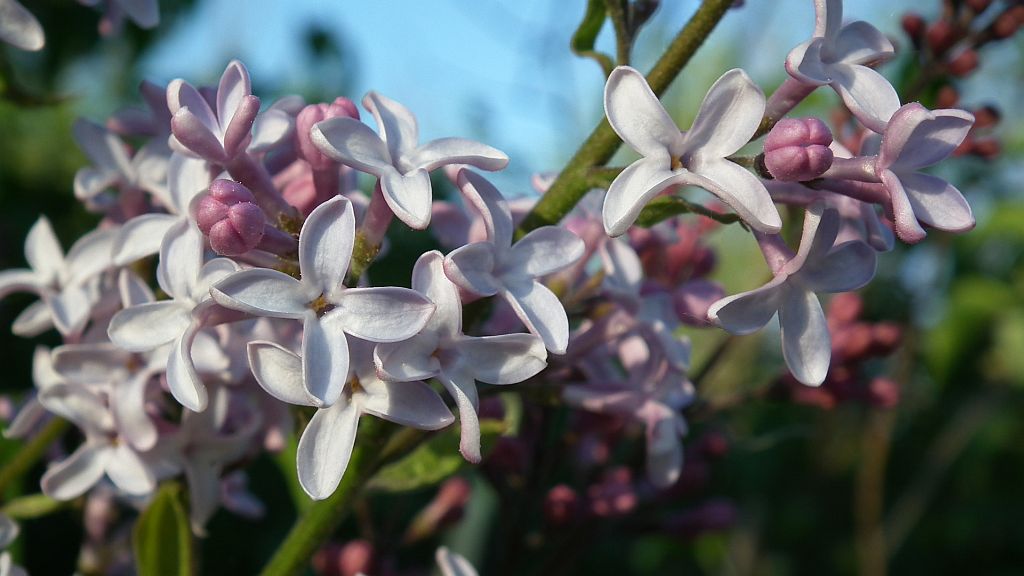 Lilak pospolity (Syringa vulgaris L.)