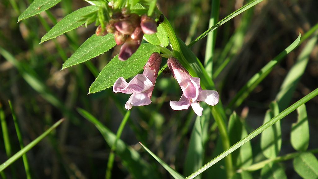 Wyka ptasia (Vicia cracca L.)