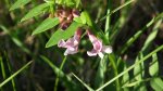 Wyka ptasia (Vicia cracca L.)