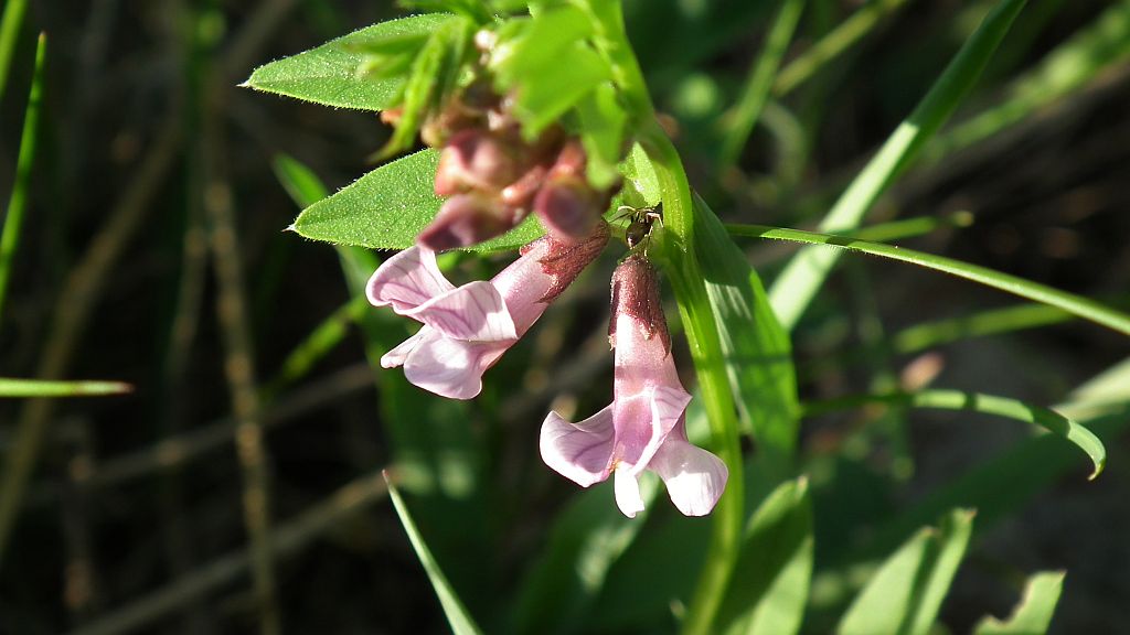 Wyka ptasia (Vicia cracca L.)