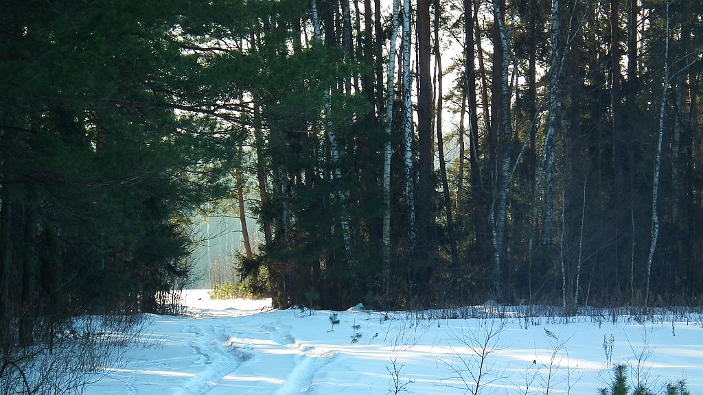 Las w okolicach Olmont