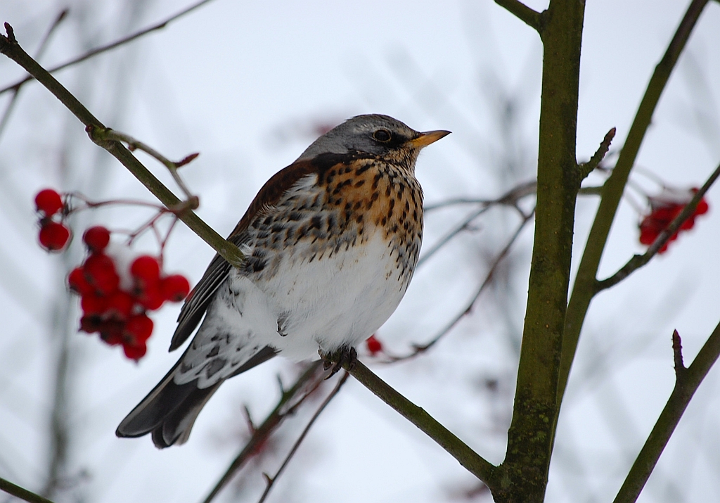 Kwiczoł (Turdus pilaris)