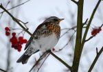 Kwiczoł (Turdus pilaris)