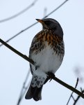 Kwiczoł (Turdus pilaris)