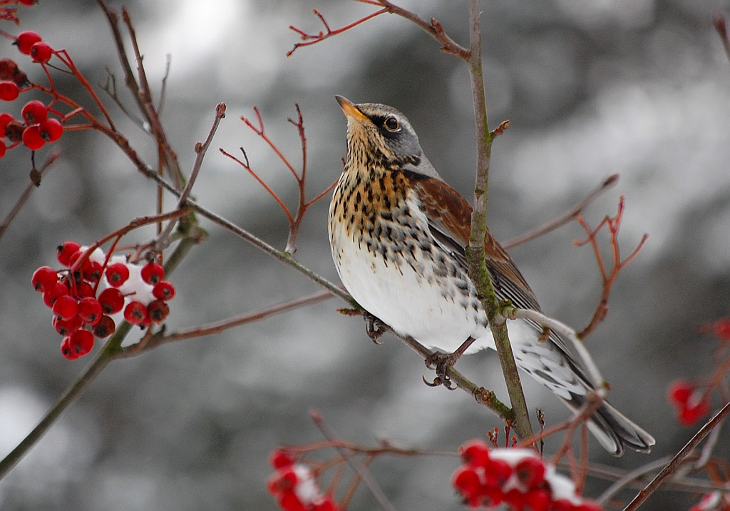 Kwiczoł (Turdus pilaris)