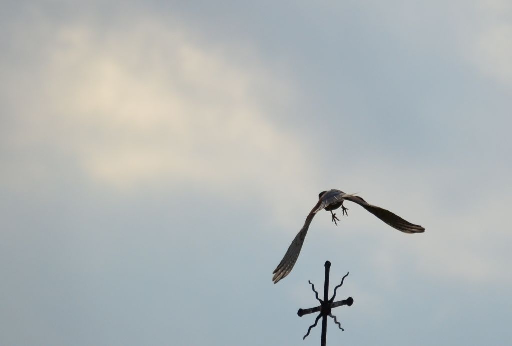 Pustułka zwyczajna, pustułka, sokół pustułka (Falco tinnunculus)