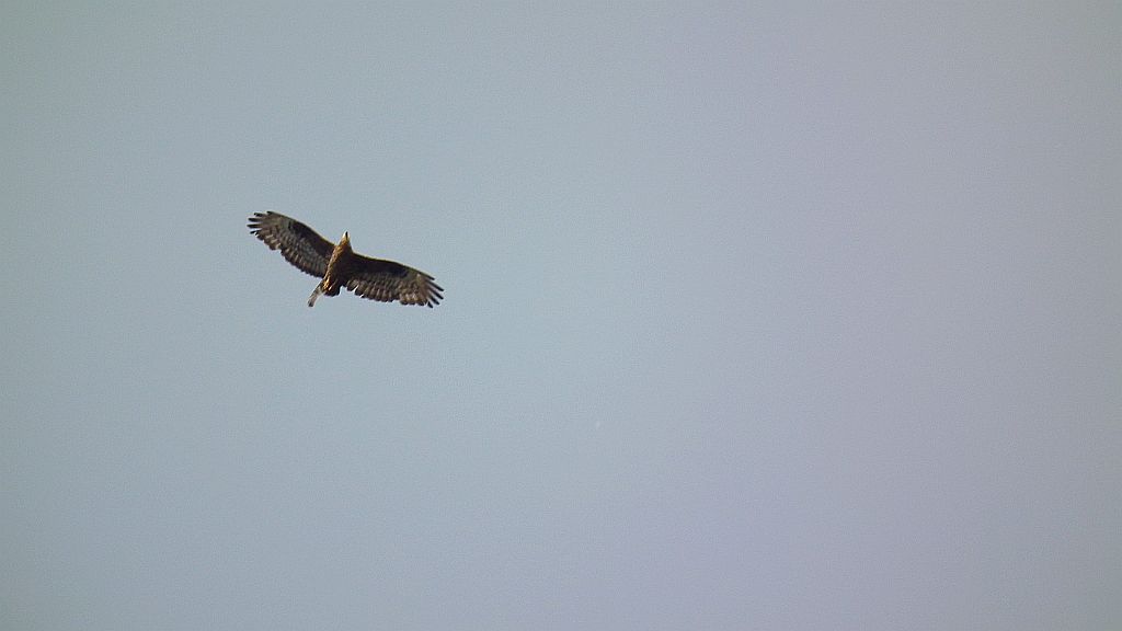 Trzmielojad (Pernis apivorus)