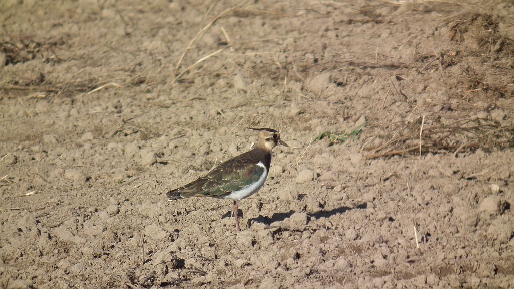 Czajka/czajka pospolita  (Vanellus vanellus)