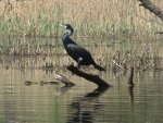 Kormoran czarny (Phalacrocorax carbo)