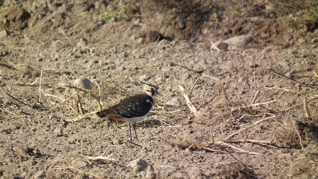 Czajka/czajka pospolita  (Vanellus vanellus)