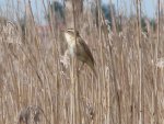 Rokitniczka (Acrocephalus schoenobaenus)
