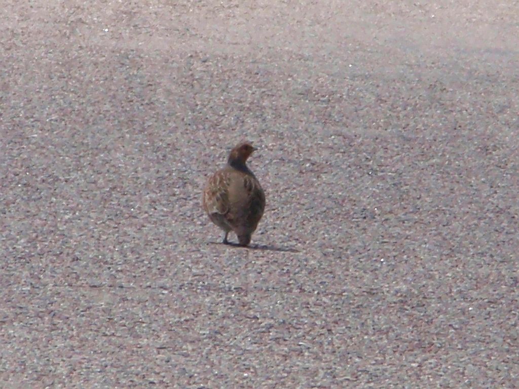 Kuropatwa (Perdix perdix)