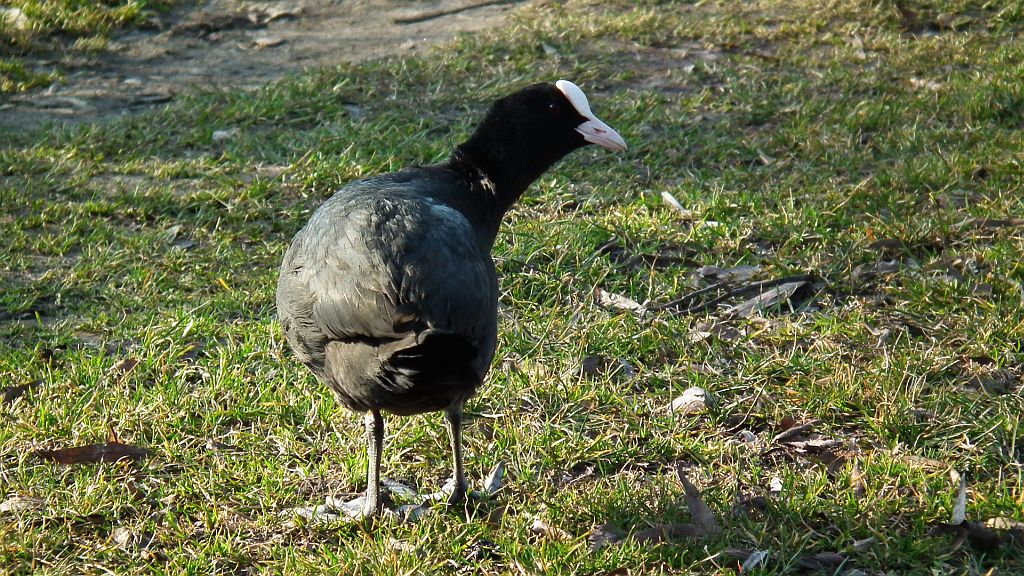 Łyska (Fulica atra)
