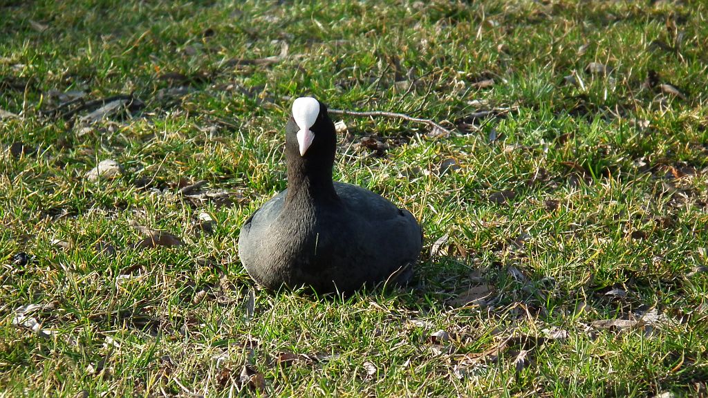 Łyska (Fulica atra)