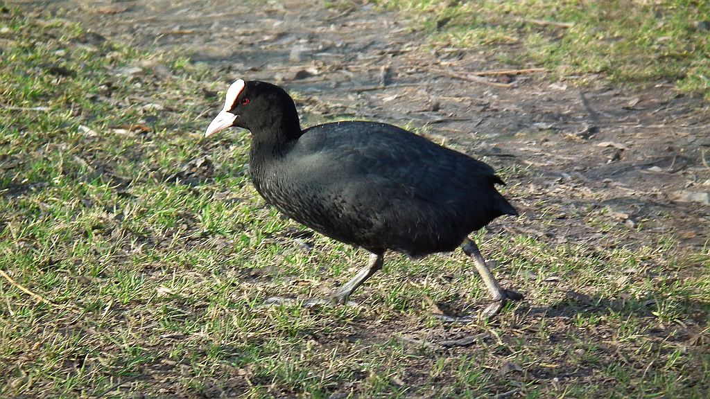 Łyska (Fulica atra)