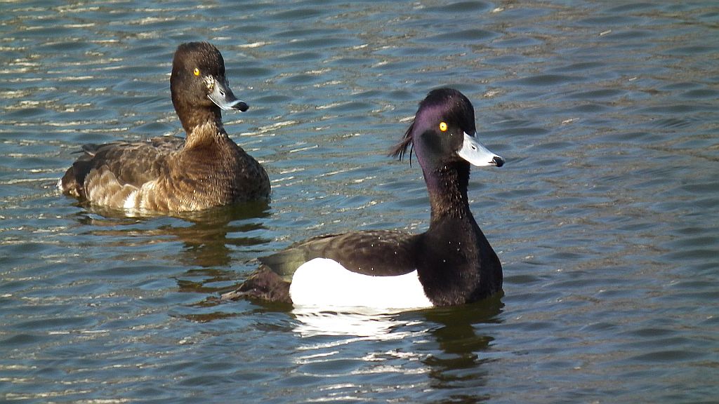 Czernica, kaczka czernica, (Aythya fuligula)