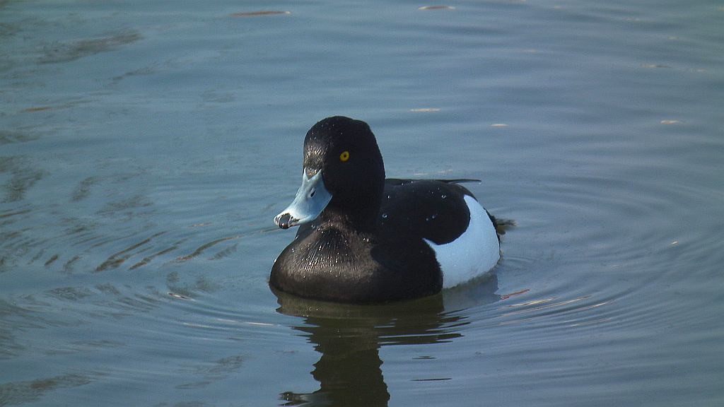 Czernica, kaczka czernica (Aythya fuligula)