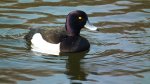Czernica, kaczka czernica (Aythya fuligula)