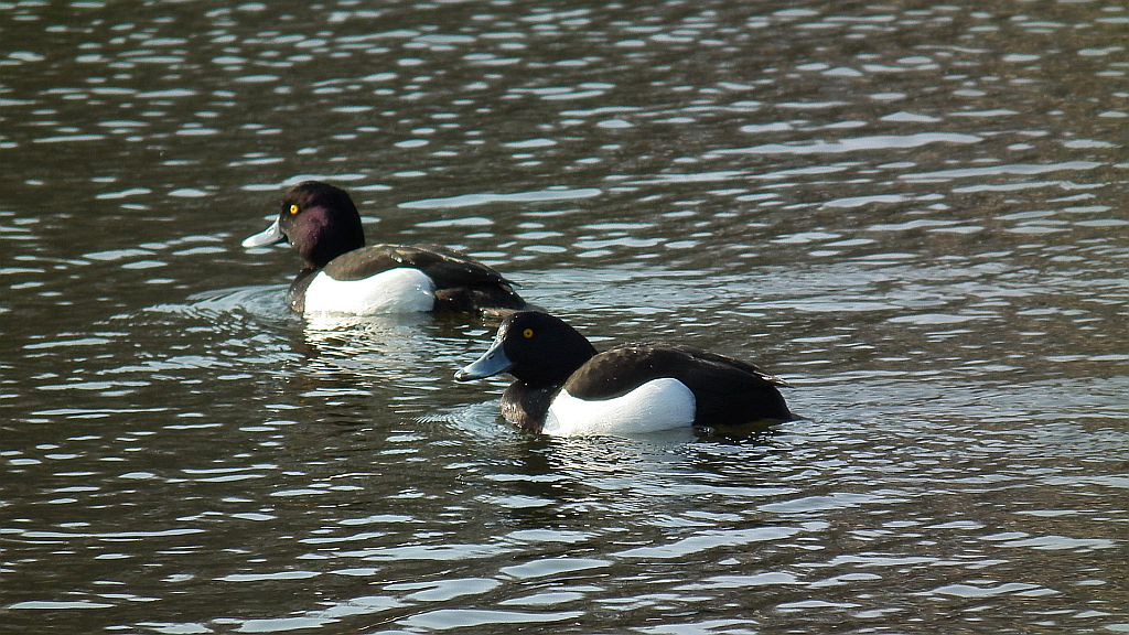 Czernica, kaczka czernica (Aythya fuligula)
