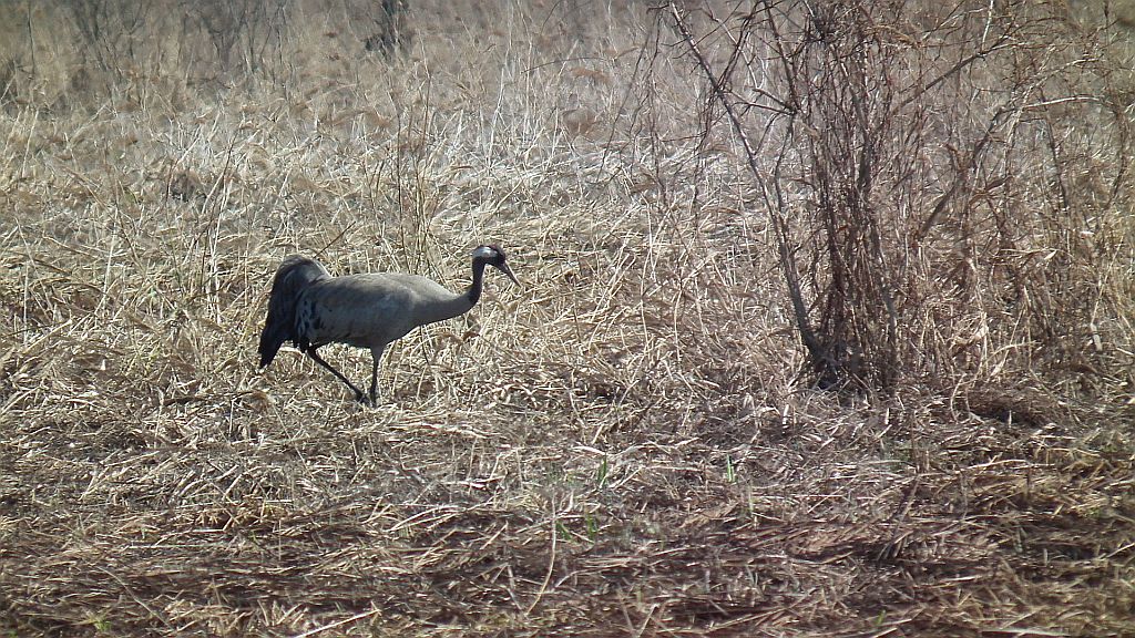 Żuraw, żuraw szary (Grus grus)