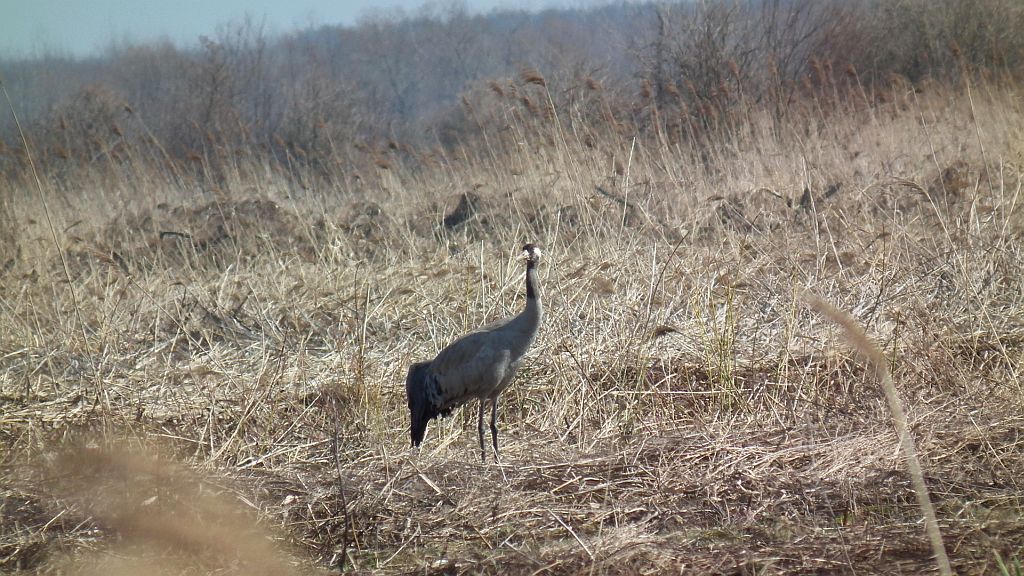 Żuraw, żuraw szary (Grus grus)