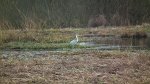 Czapla siwa (Ardea cinerea)