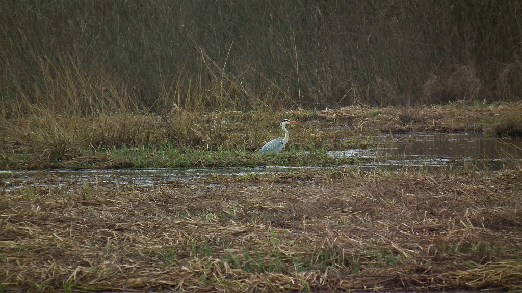 Czapla siwa (Ardea cinerea)