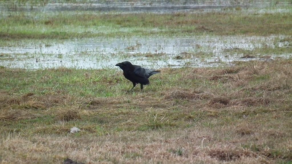 Kruk (Corvus corax)