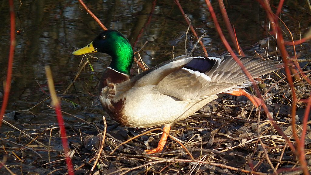 Kaczka krzyżówka, krzyżówka (Anas platyrhynchos)