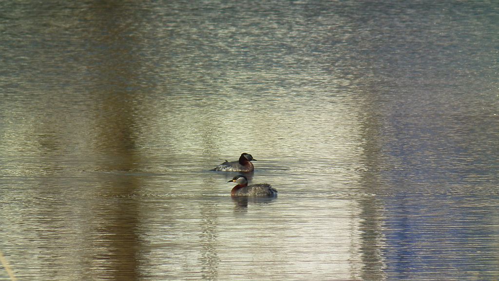 Perkoz rdzawoszyi (Podiceps grisegena)