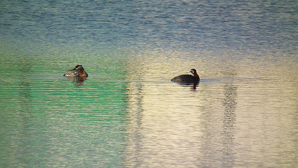 Perkoz rdzawoszyi (Podiceps grisegena)