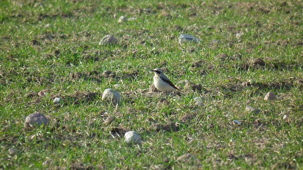 Białorzytka zwyczajna, białorzytka (Oenanthe oenanthe)