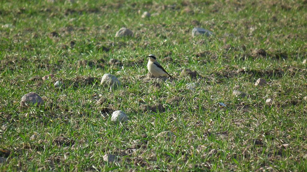 Białorzytka zwyczajna, białorzytka (Oenanthe oenanthe)
