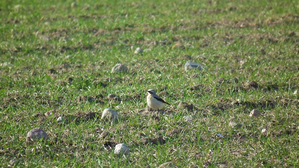Białorzytka zwyczajna, białorzytka (Oenanthe oenanthe)