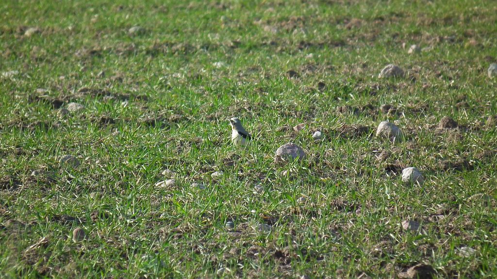 Białorzytka zwyczajna, białorzytka (Oenanthe oenanthe)