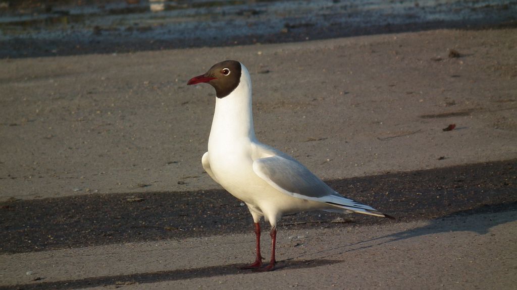 Mewa śmieszka (Larus ridibundus)