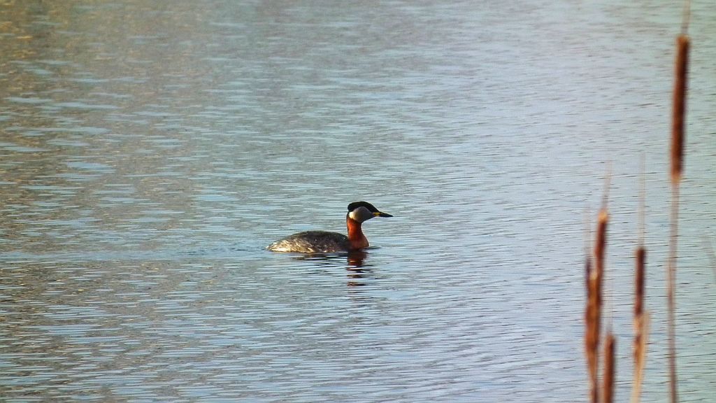 Perkoz rdzawoszyi (Podiceps grisegena)