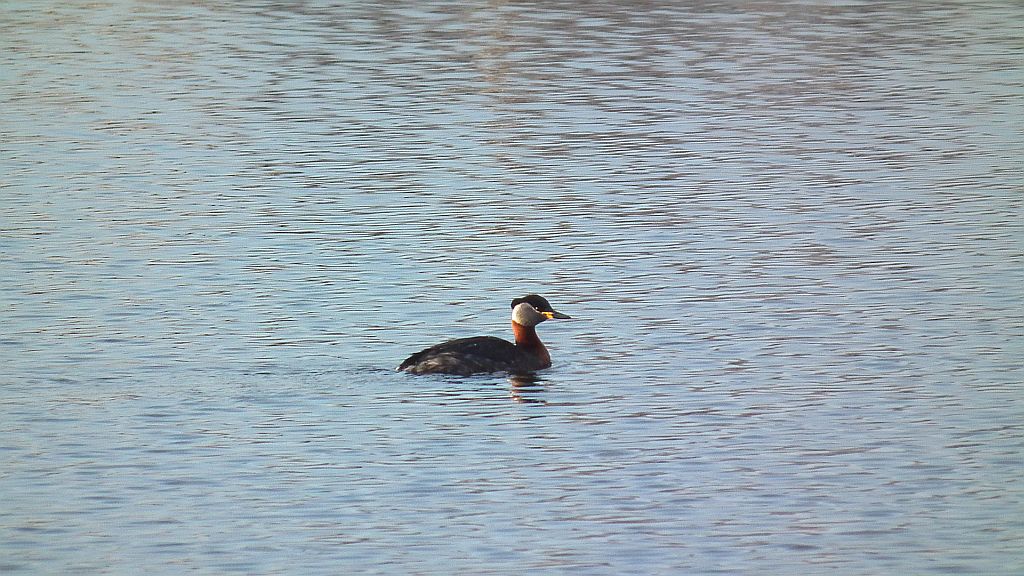 Perkoz rdzawoszyi (Podiceps grisegena)