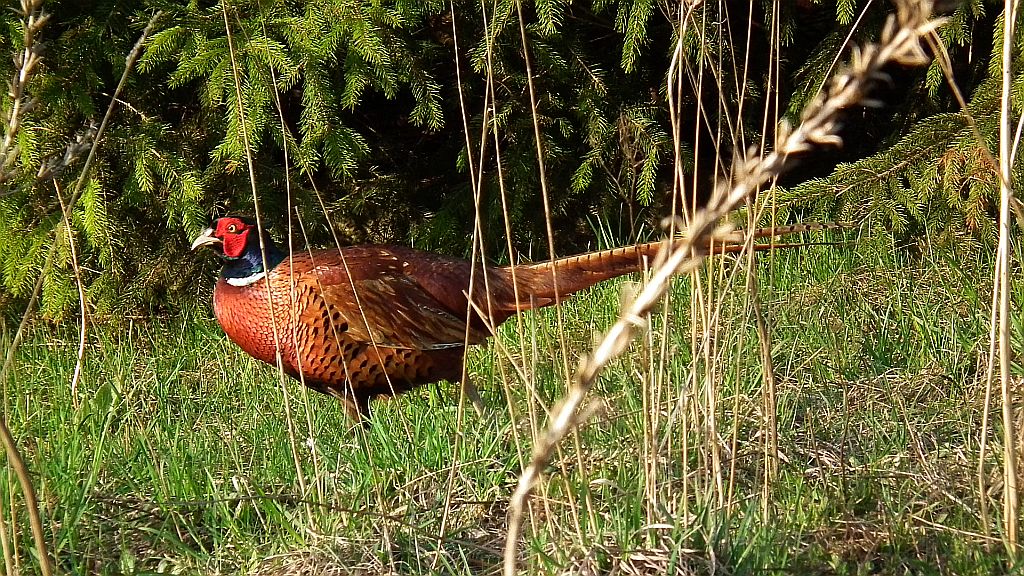 Bażant (Phasianus colchicus)