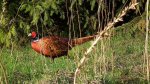 Bażant (Phasianus colchicus)