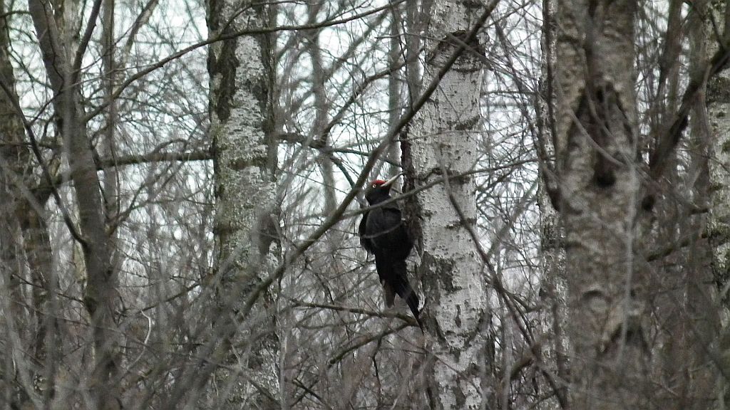 Dzięcioł czarny (Dryocopus martius)