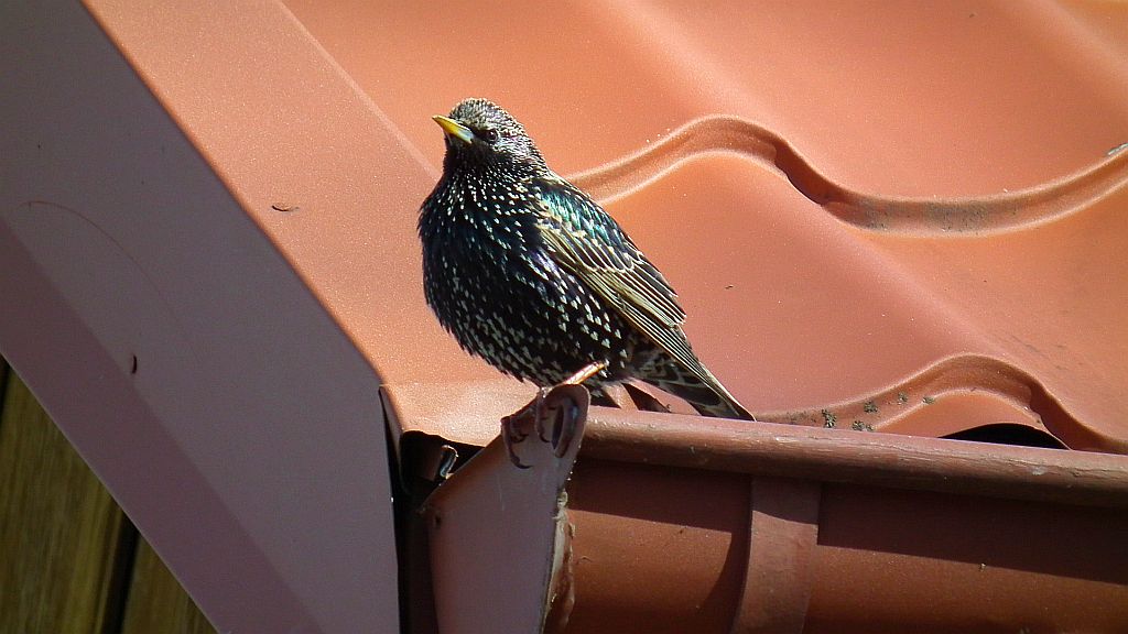 Szpak (Sturnus vulgaris)