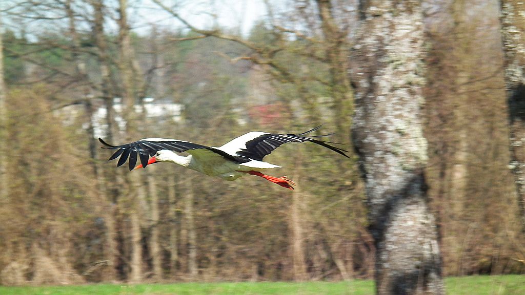 Bocian biały (Ciconia ciconia)