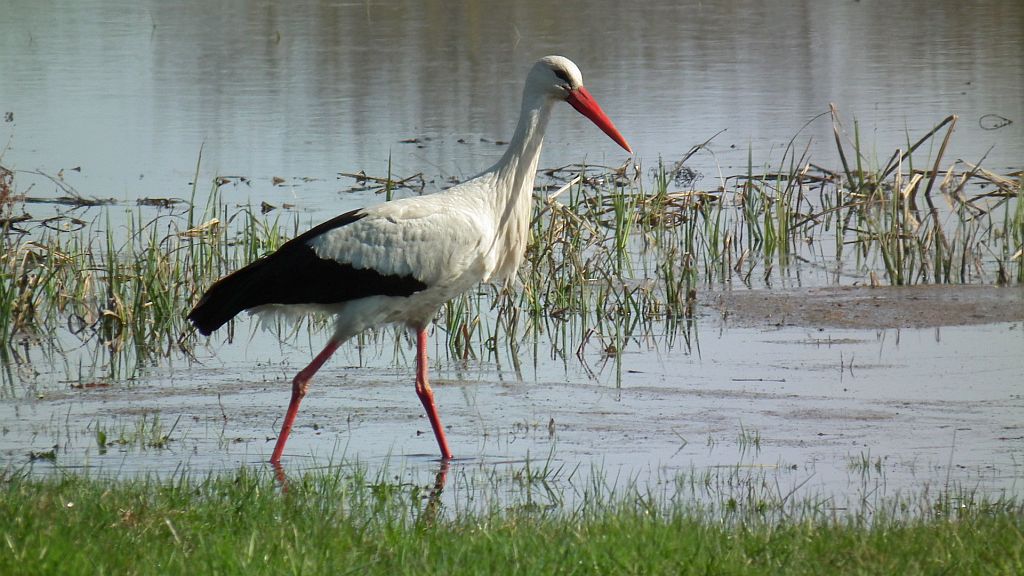 Bocian biały (Ciconia ciconia)