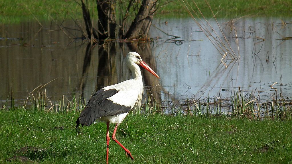 Bocian biały (Ciconia ciconia)
