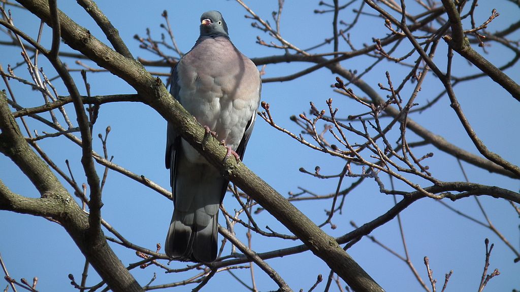 Grzywacz, gołąb grzywacz (Columba palumbus)