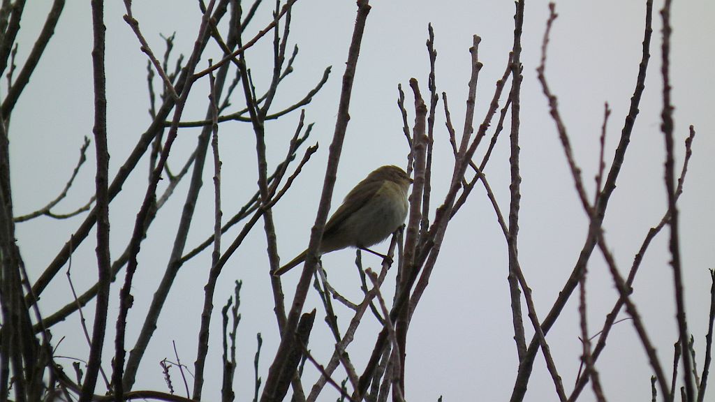 Pierwiosnek zwyczajny (Phylloscopus collybita)