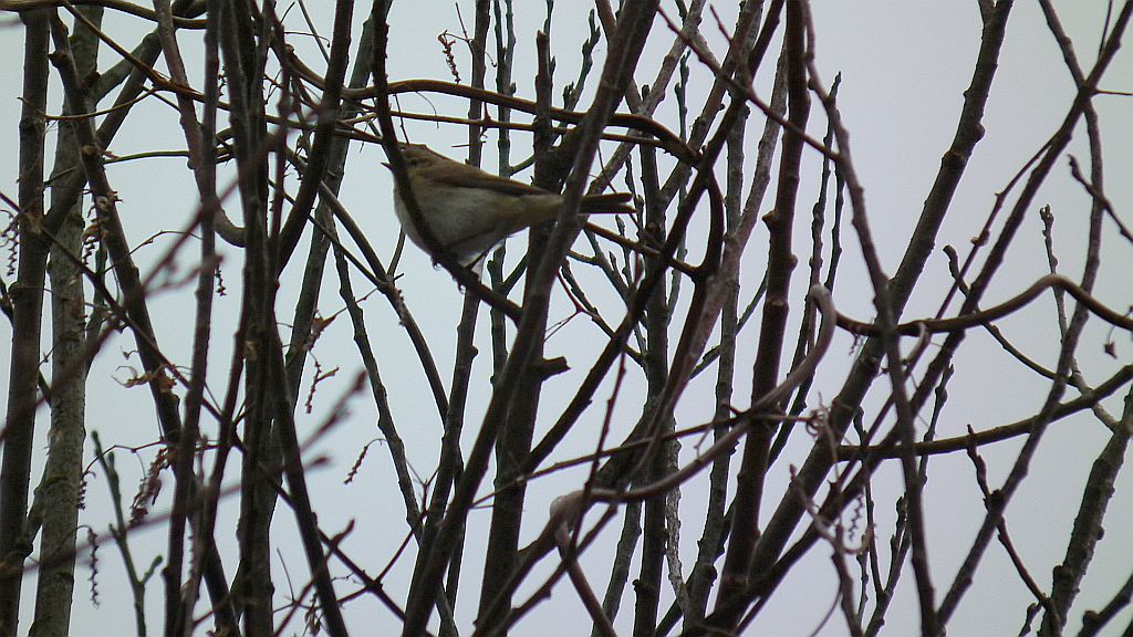 Pierwiosnek zwyczajny (Phylloscopus collybita)